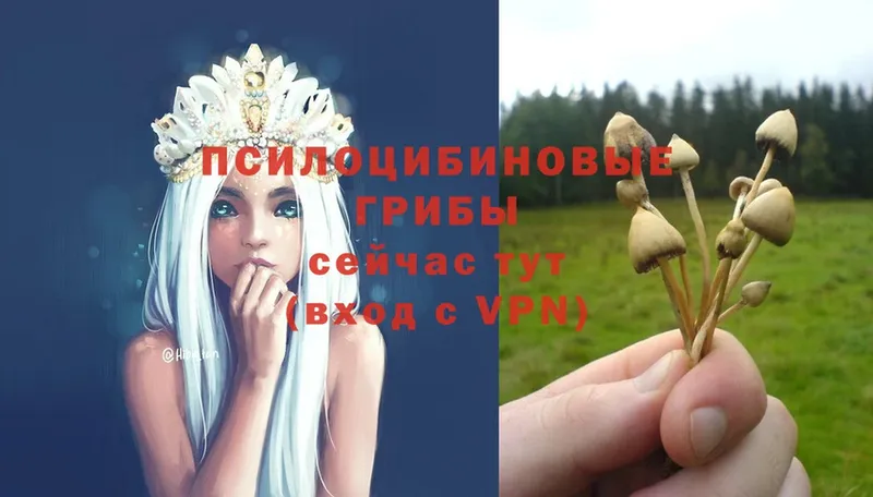 купить наркоту  Усть-Лабинск  Галлюциногенные грибы Psilocybe 